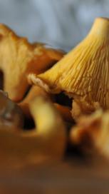 https://www.maggi.ba/sites/default/files/styles/search_result_153_272/public/SEM_Mushrooms.JPG?itok=560lLJy7